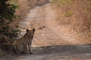 Read more about the article Kafue Nationaal Park – Een plek met potentie