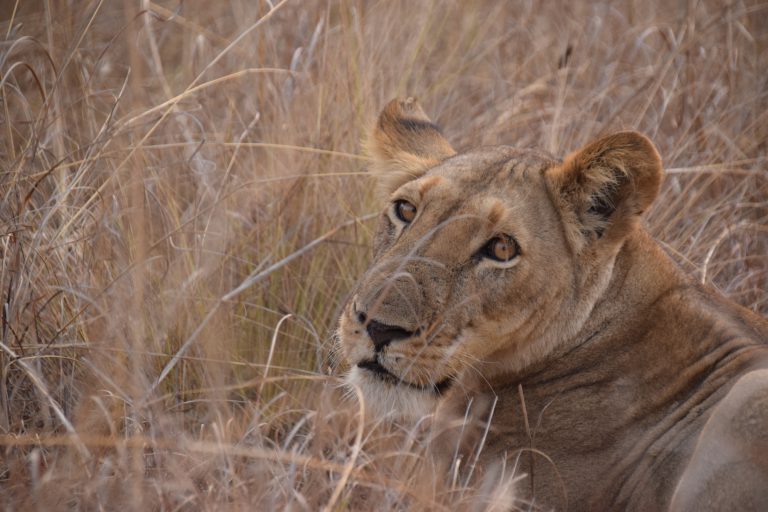 Read more about the article Kafue National Park – A place with potential