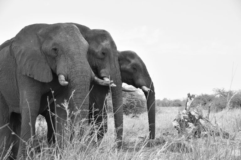 Read more about the article Chobe National Park – Een Waar Olifanten Paradijs!