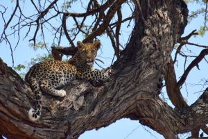 Read more about the article De Okavango Delta – Een vinkje erbij op de bucketlist!